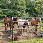 Horseriders' Campground
