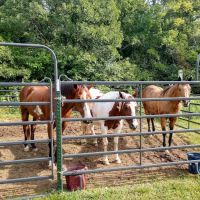 Horseriders' Campground ico