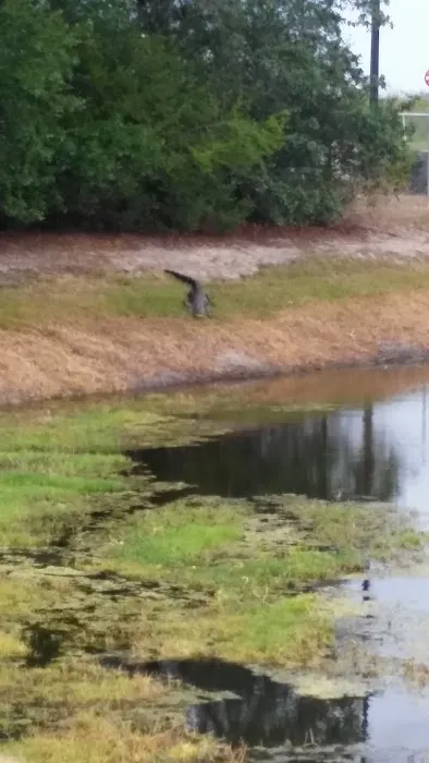 Blue Heron Bay Picture 9