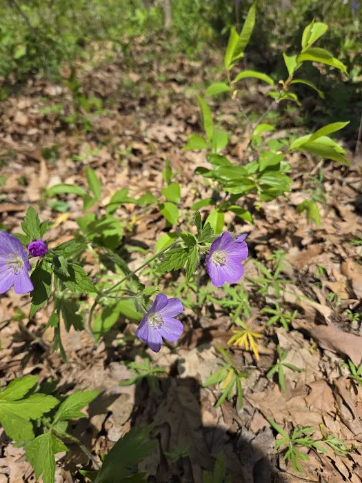 Tall Timber Tent Campground Picture 9