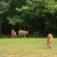 Sizzlin Sisters Campground ico