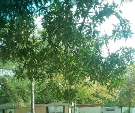 Spanish Oak Mobile Home Park