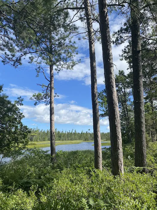 Big Knob State Forest Campground Picture 2