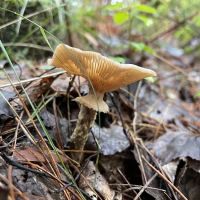 Big Knob State Forest Campground ico