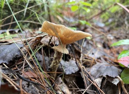 Big Knob State Forest Campground