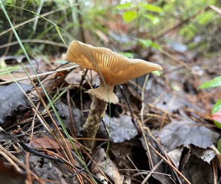 Big Knob State Forest Campground