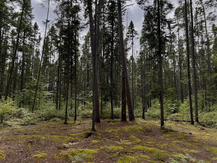 Tahquamenon Falls State Park Rivermouth Campgrounds Picture 10