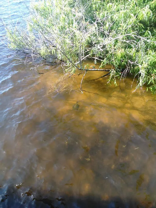 Tarponaire Picture 3