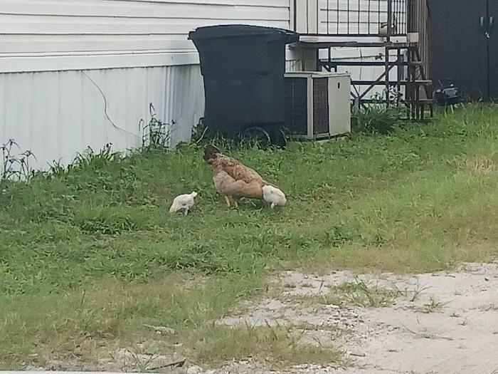 Jersey Mobile Home Park Picture 6