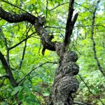 W. R. Wadewitz Nature Camp