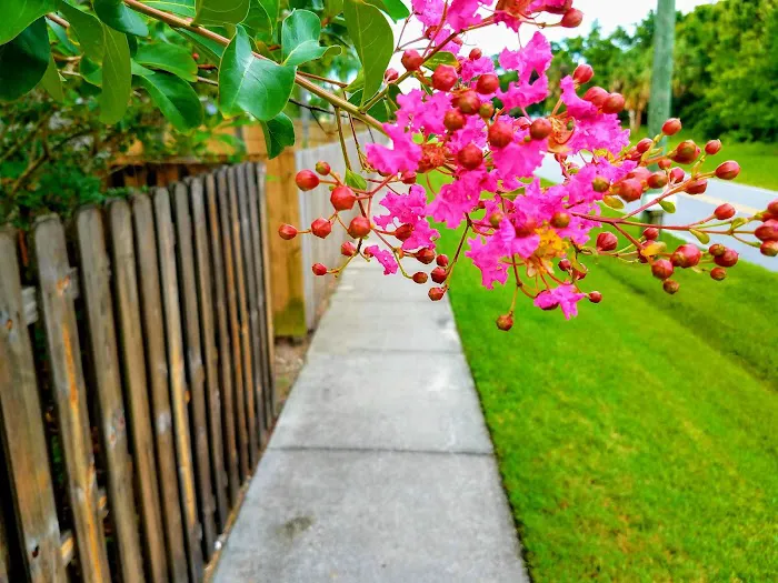 Tropical Trail Village Picture 3
