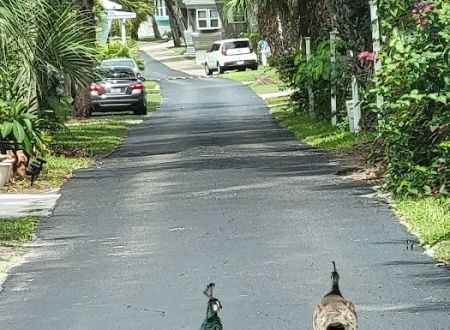 Cape Canaveral Mobile Estates