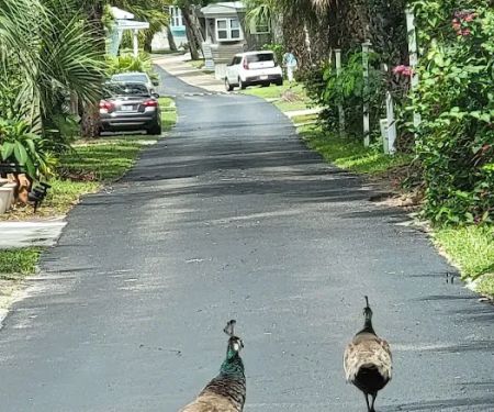 Cape Canaveral Mobile Estates