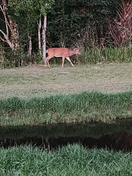 International RV Park & Campground Picture 5