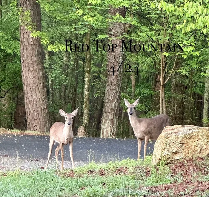 Red Top Mountain State Park Campground Picture 2