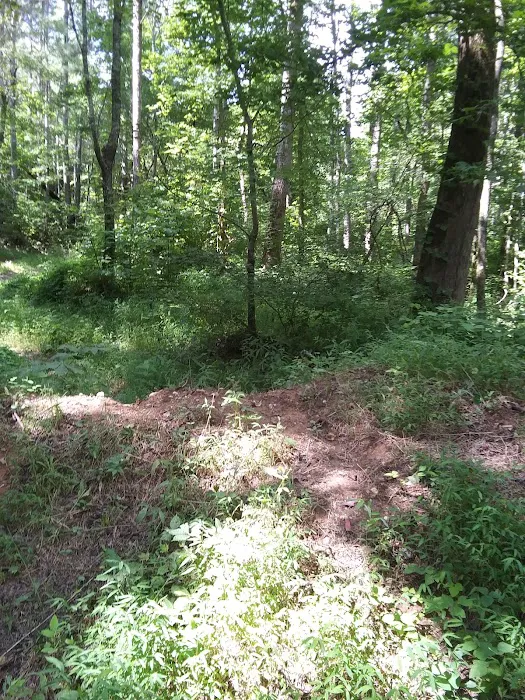 Coleman Lake Campground and Picnic Area Picture 8