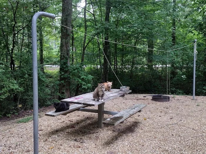 Coleman Lake Campground and Picnic Area Picture 6