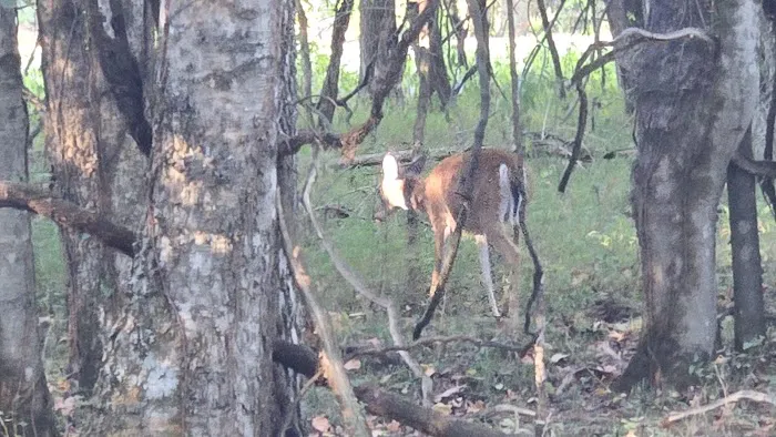 Henry Horton State Park RV Campground Picture 2