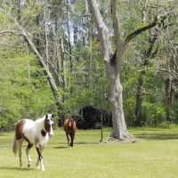 Green Woods Stables RV Park ico