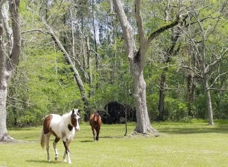 Green Woods Stables RV Park