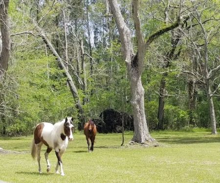 Green Woods Stables RV Park