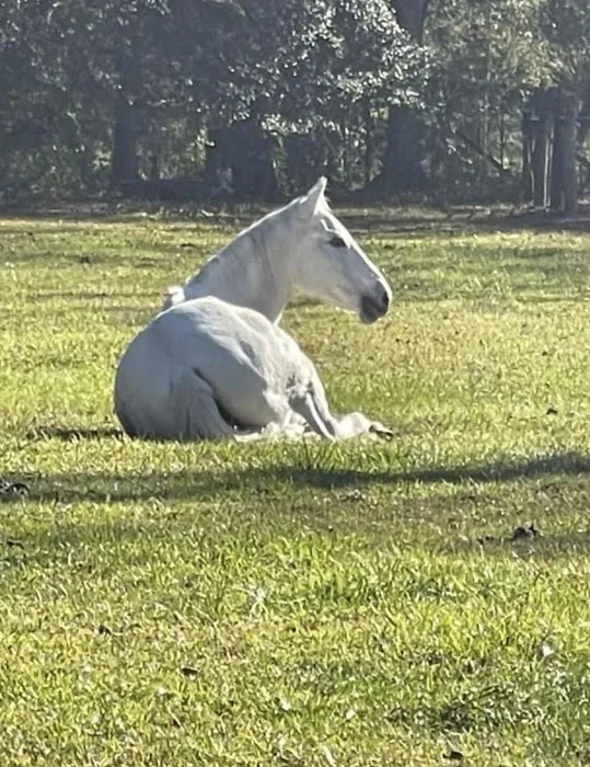 Green Woods Stables RV Park Picture 5