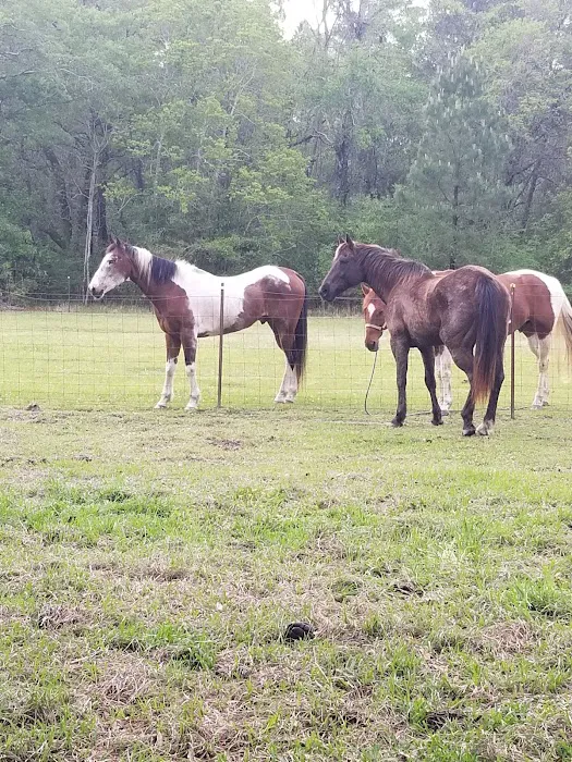 Green Woods Stables RV Park Picture 2