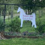 Laurel Hill Trail and Camp