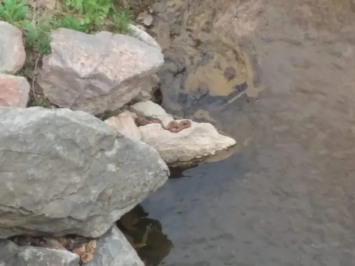 Pikes Peak Campground Picture 4