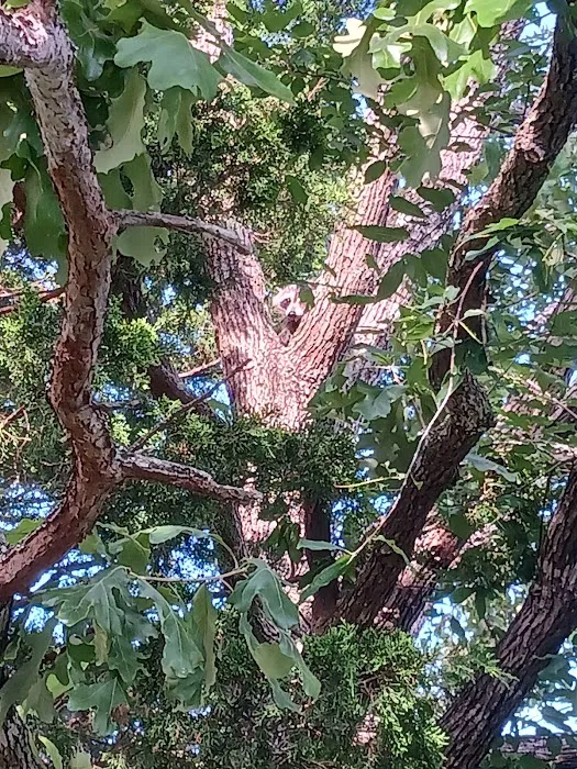 Pin Oak Picture 8
