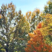 Natchez trace state park campground ico