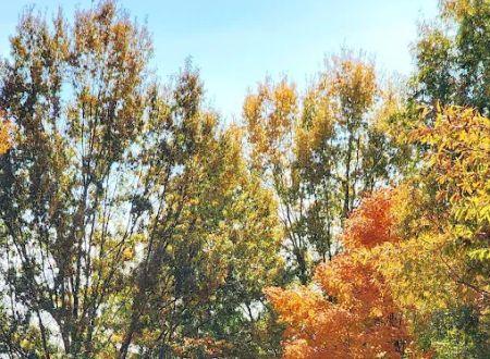 Natchez trace state park campground