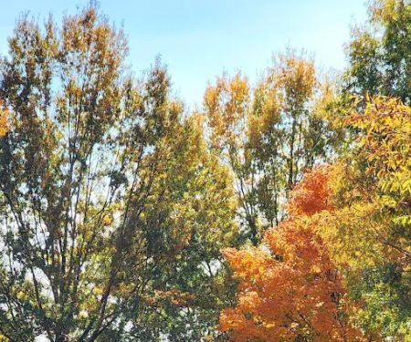 Natchez trace state park campground