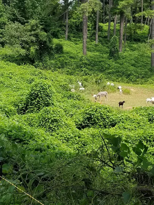 Natchez trace state park campground Picture 9