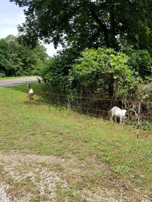 Natchez trace state park campground Picture 10