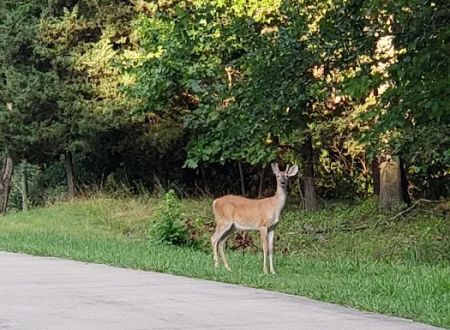 South Marcum Campground