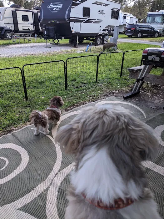 Space Coast RV Resort Picture 9