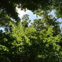 Pine Hills Campground ico
