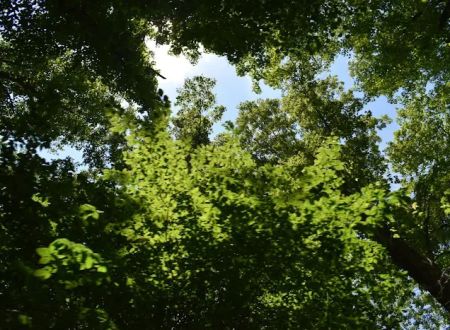 Pine Hills Campground