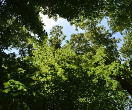 Pine Hills Campground