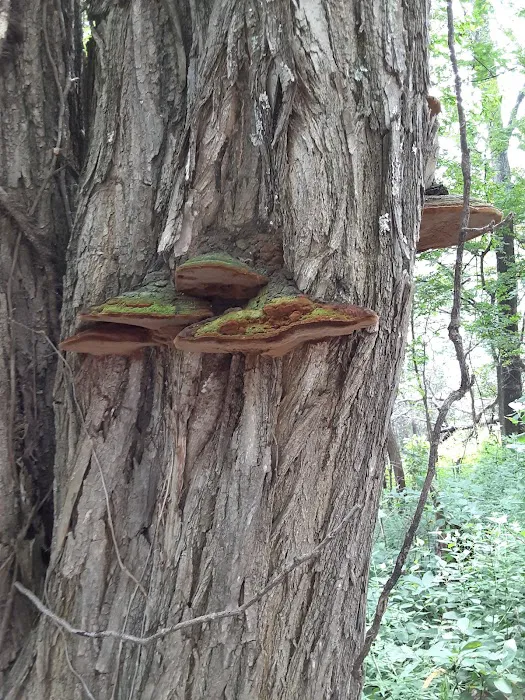 Pine Hills Campground Picture 9