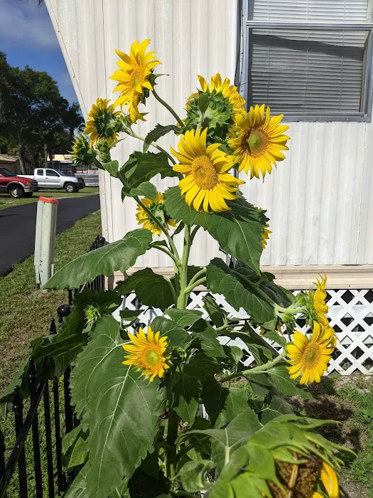 Iowa Mobile Home Community Picture 2