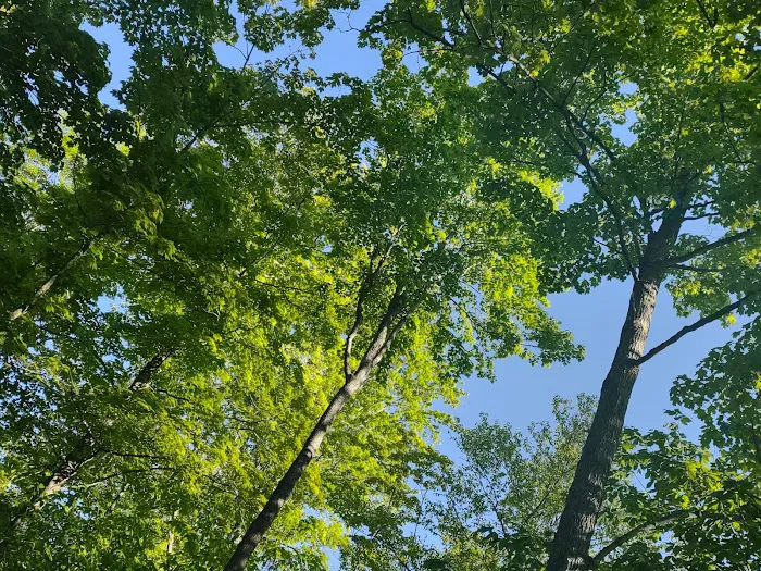 South Manistique Lake Campground Picture 9