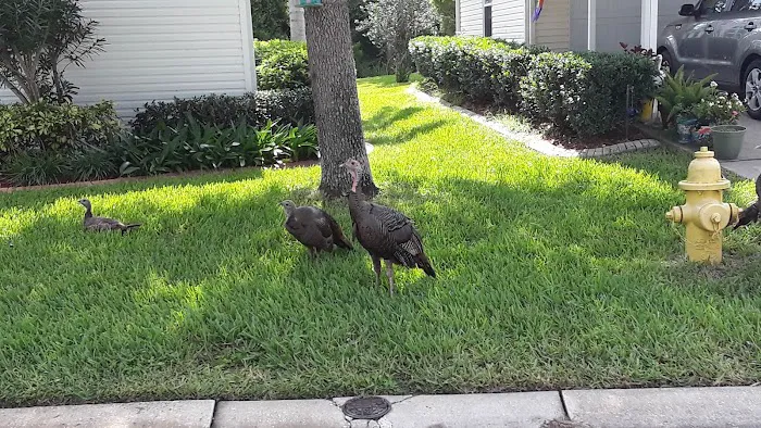 Aberdeen At Ormond Beach 55+ Lifestyle Community Picture 3