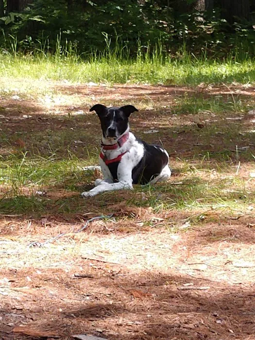 Pretty Lake State Forest Campground Picture 5
