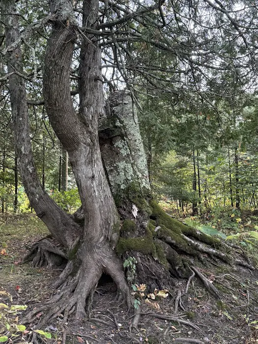 Merwin Creek Campground Picture 9