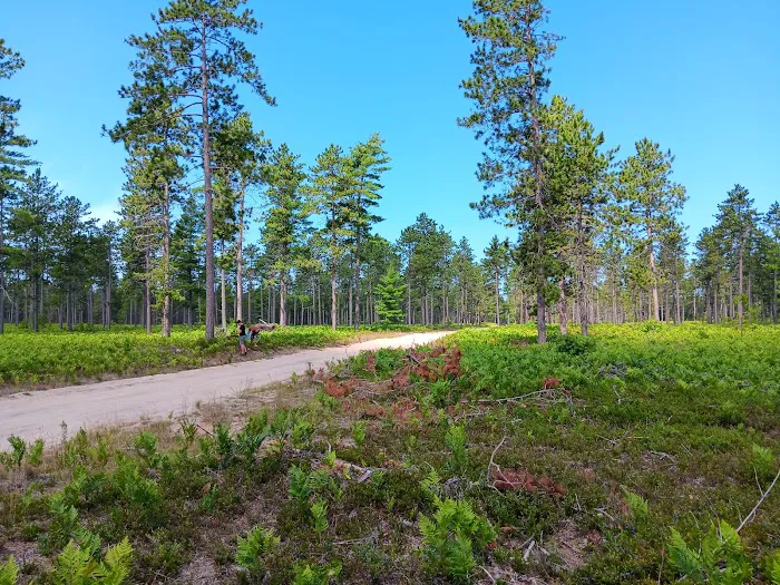 Bodi Lake State Forest Campground Picture 6