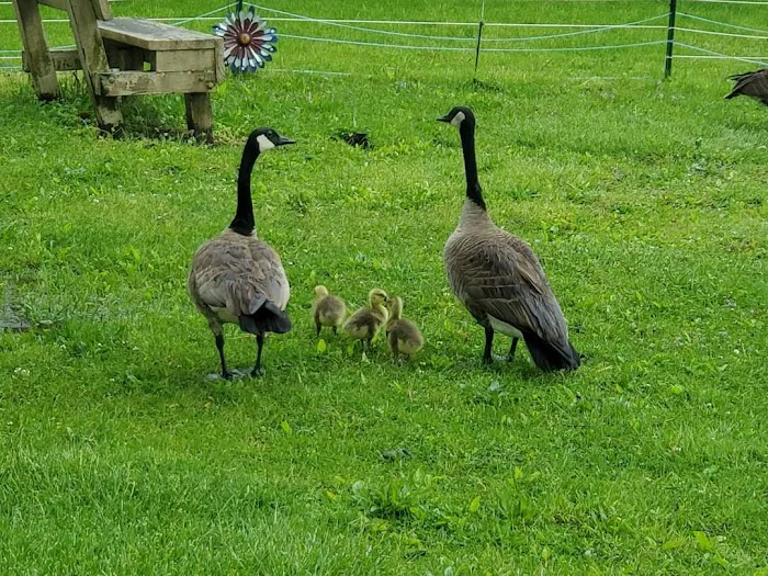 Colona Scott Family Park Picture 4
