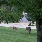 Lake Carroll Campground