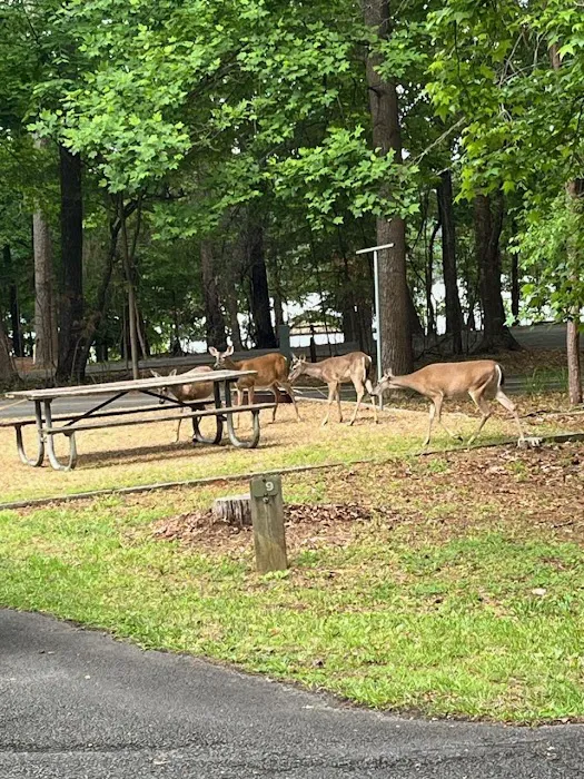 Victoria Campground at Lake Allatoona Picture 9